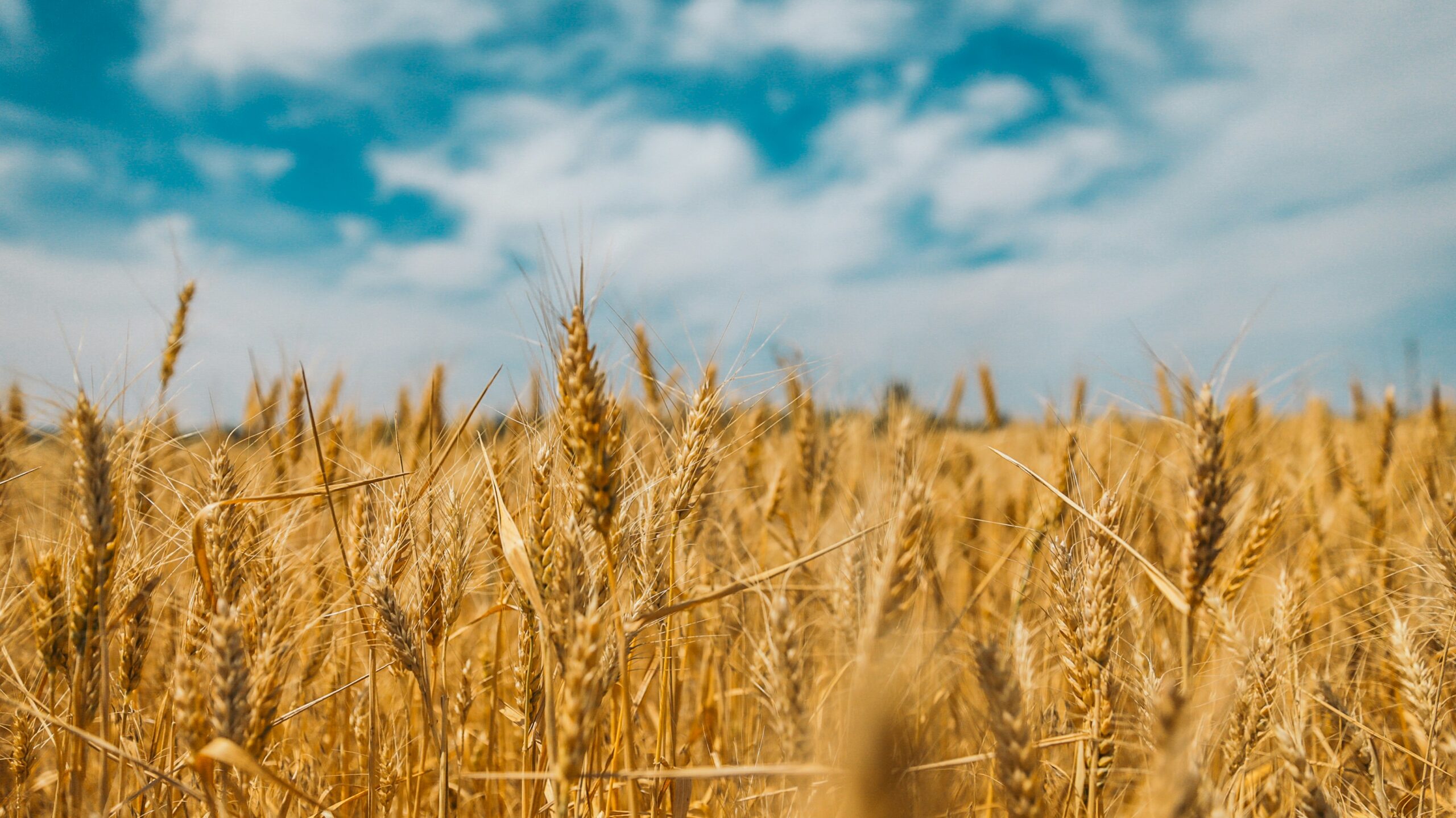 Grain with a Past: How Heirloom Varieties Strengthen Biodiversity